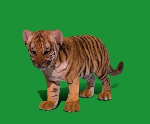 Baby Tiger Cub