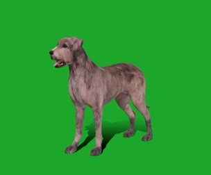 Irish Wolfhound Dog