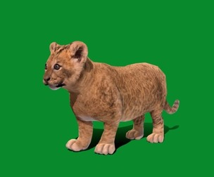Lion Cub