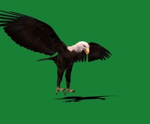 Bald Eagle Bird