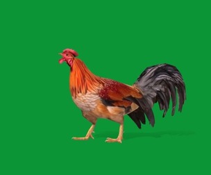 Male Chicken Rooster