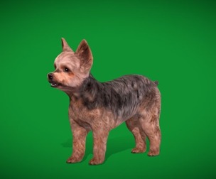 Yorkshire Terrier Dog
