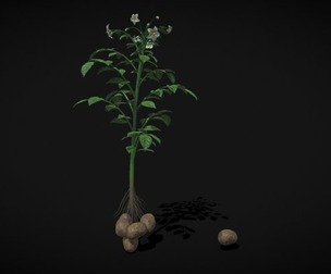 Potato Plant