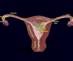 Fertilization stages of ovum