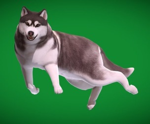Alaskan Malamute Husky Dog