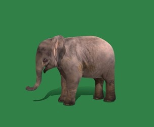 Baby Elephant Calf