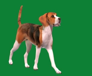 English Foxhound Dog