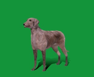 Scottish Deerhound Dog