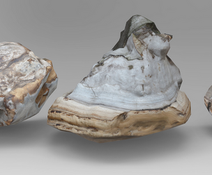 Tree Mushrooms