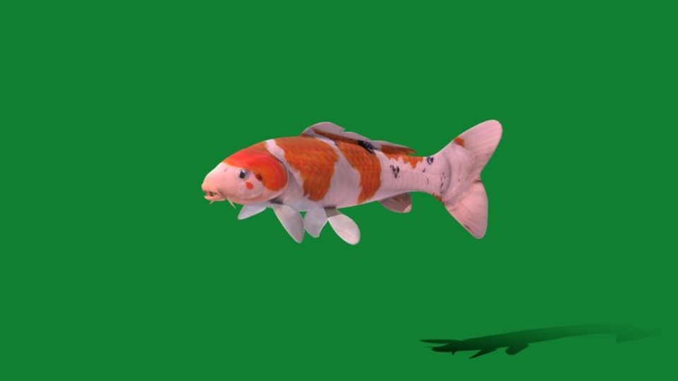 Kalpi Fish Koi Carp Fish