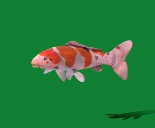 Koi Carp Fish