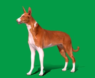 Ibizan Hound Dog