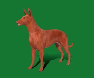 Pharaoh Hound Dog