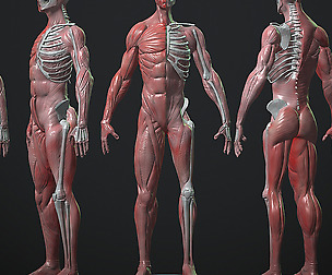 Male figure anatomical statue
