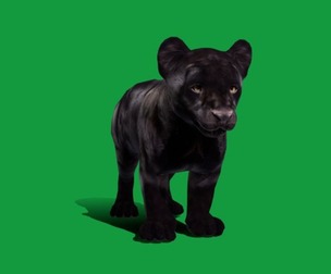 Baby Black Jaguar Cub