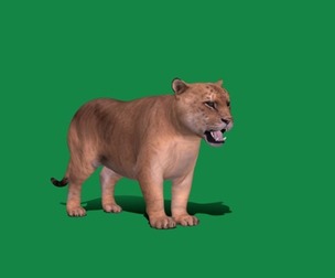 Liger Hybrid Feline