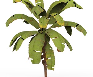 Banana Tree 01