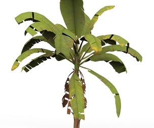 Banana Tree 02