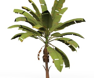 Banana Tree 03