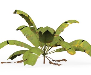 Banana Tree 04