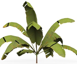 Banana Tree 05