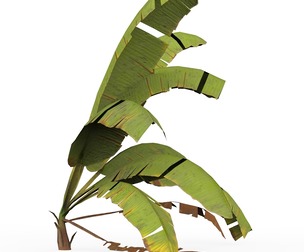Banana Tree 06