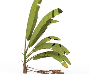 Banana Tree 07