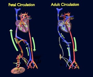 Fetal and adult blood circulation