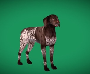 German Shorthaired Pointers Dog