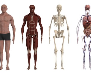 Complete Human Body Anatomy Muscle Skeleton