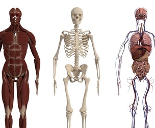 Human Body Muscles Skull and Organs_OBJ