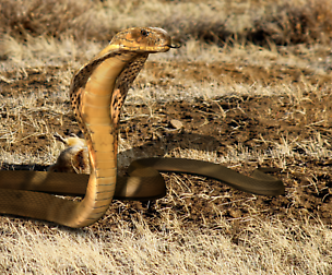 King Cobra Snake - Rigged