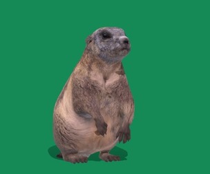 Groundhog Marmots