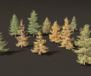 Larix decidua - European larch
