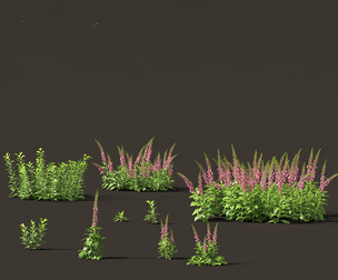 Digitalis purpurea - foxglove