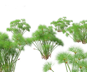 Cyperus papyrus - Bulrush 02