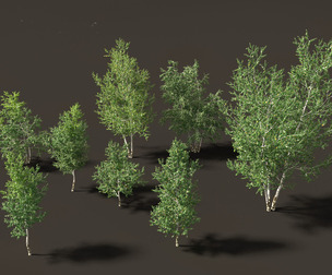 Betula papyrifera - Paper birch 02