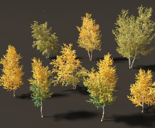 Betula papyrifera - Paper birch 01