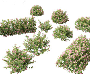 Daphne Spring Pink Eternal Fragrance