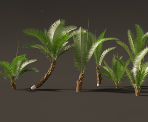Cocos nucifera - Coconut tree 01