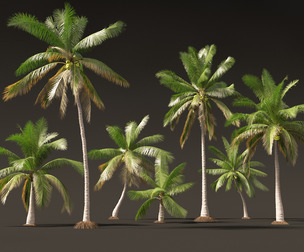 Cocos nucifera - Coconut tree 02