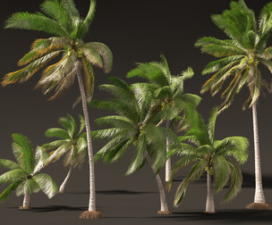 Cocos nucifera - Coconut tree 03