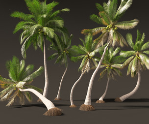 Cocos nucifera - Coconut tree 04