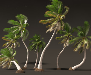 Cocos nucifera - Coconut tree 05