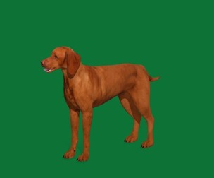 Hungarian Vizsla Dog