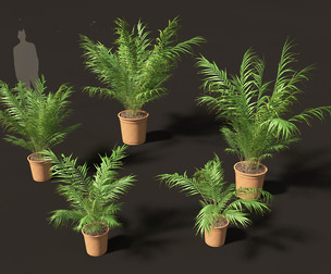 Dypsis lutescens - bamboo palm