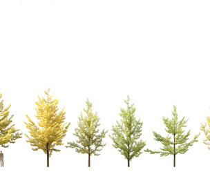 Ginkgo Biloba - Maidenhair Tree 02