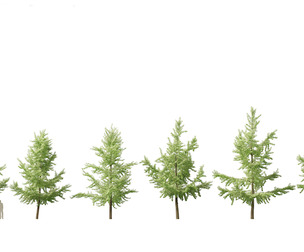 Ginkgo Biloba - Maidenhair Tree 03