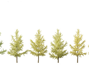 Ginkgo Biloba - Maidenhair Tree 04