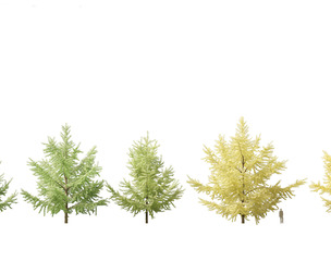 Ginkgo Biloba - Maidenhair Tree 05